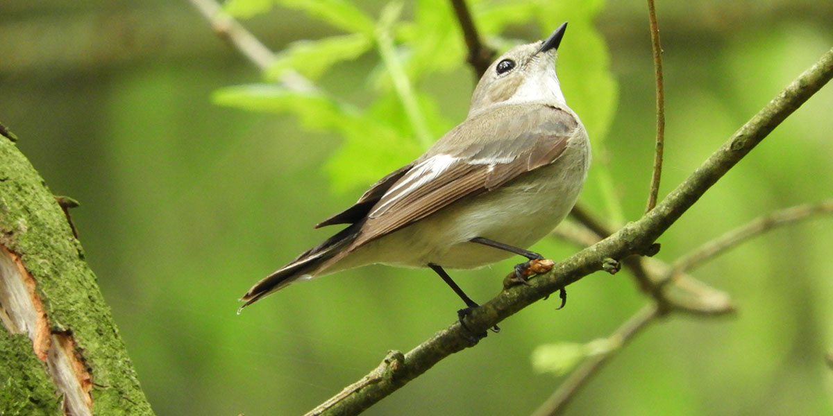 faune-et-flore