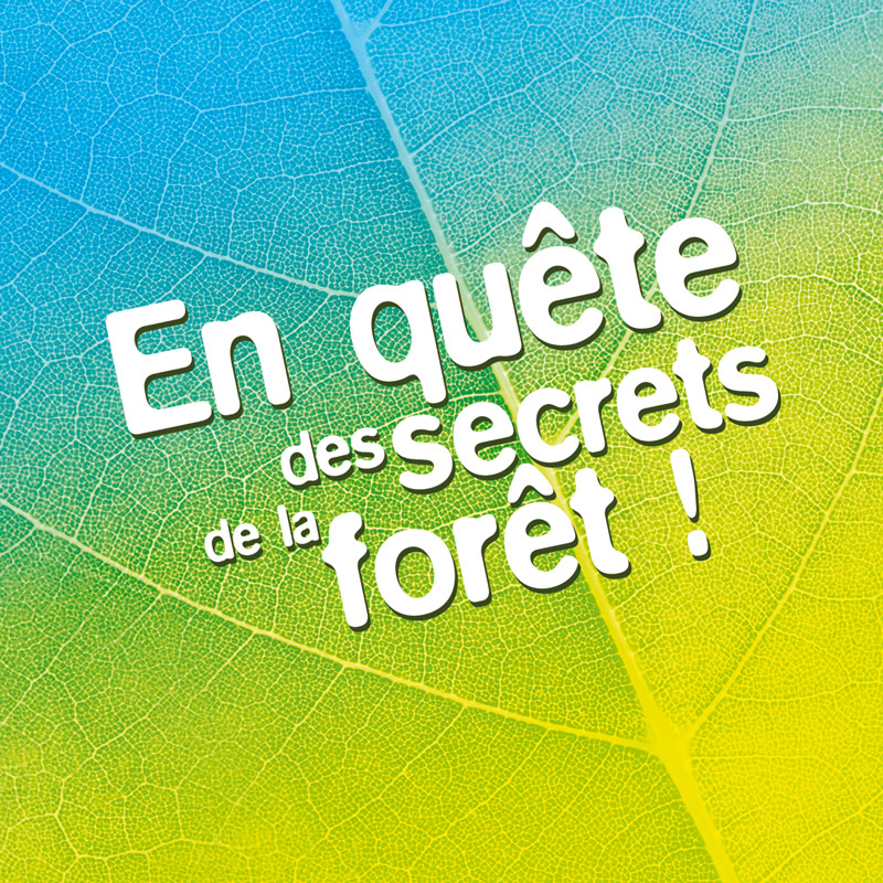 identite visuelle en quete des secrets de la foret